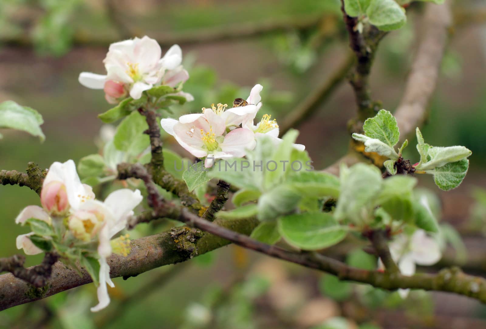 apple blossoms in spring in the garden