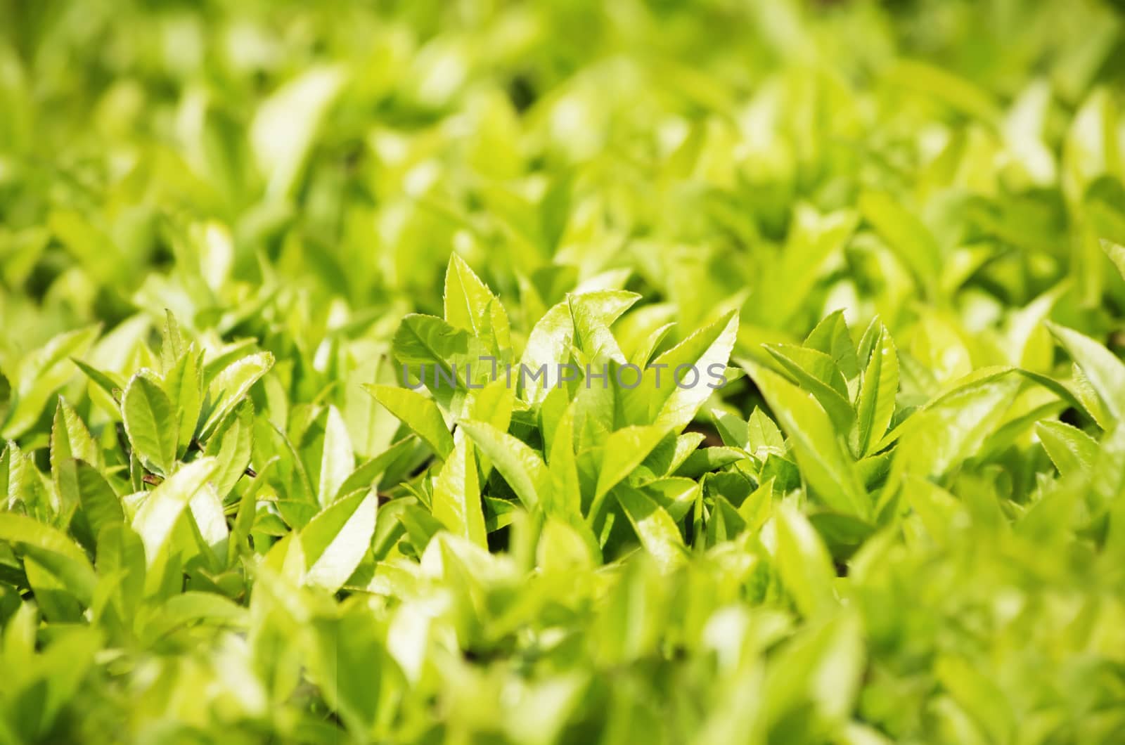 Abstract Spring Green Leaves Vitality Background
