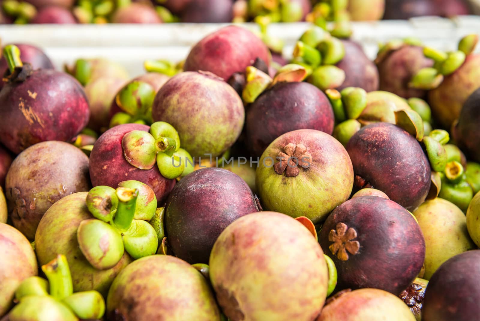 Fresh Purple mangosteen after harvest