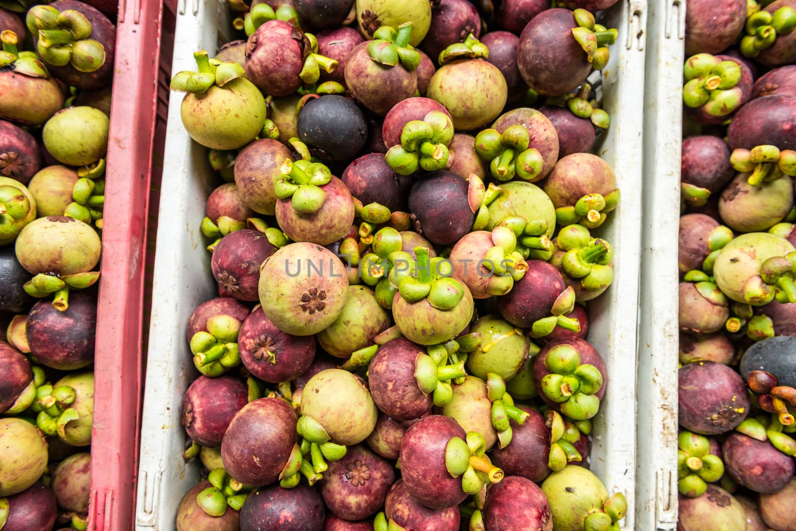 Fresh Purple mangosteen after harvest