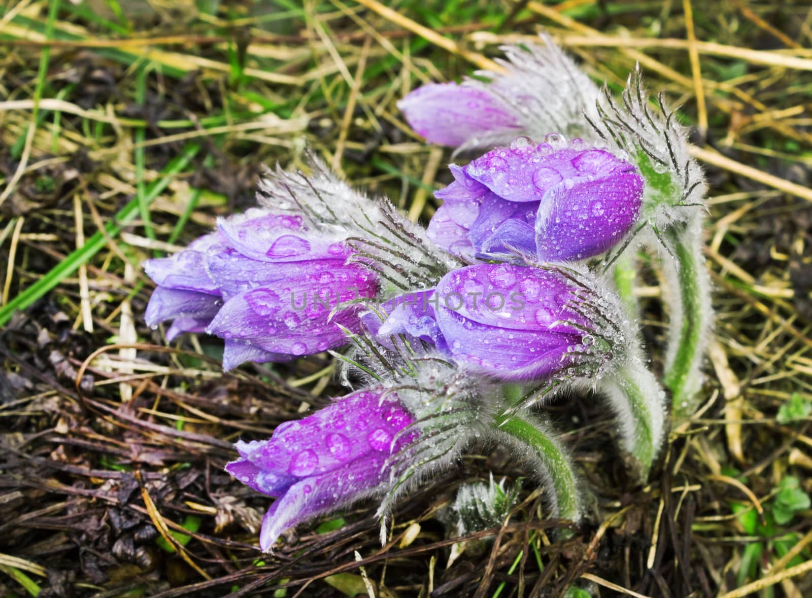 Group pasque-flower during rain. Nature Russia. April