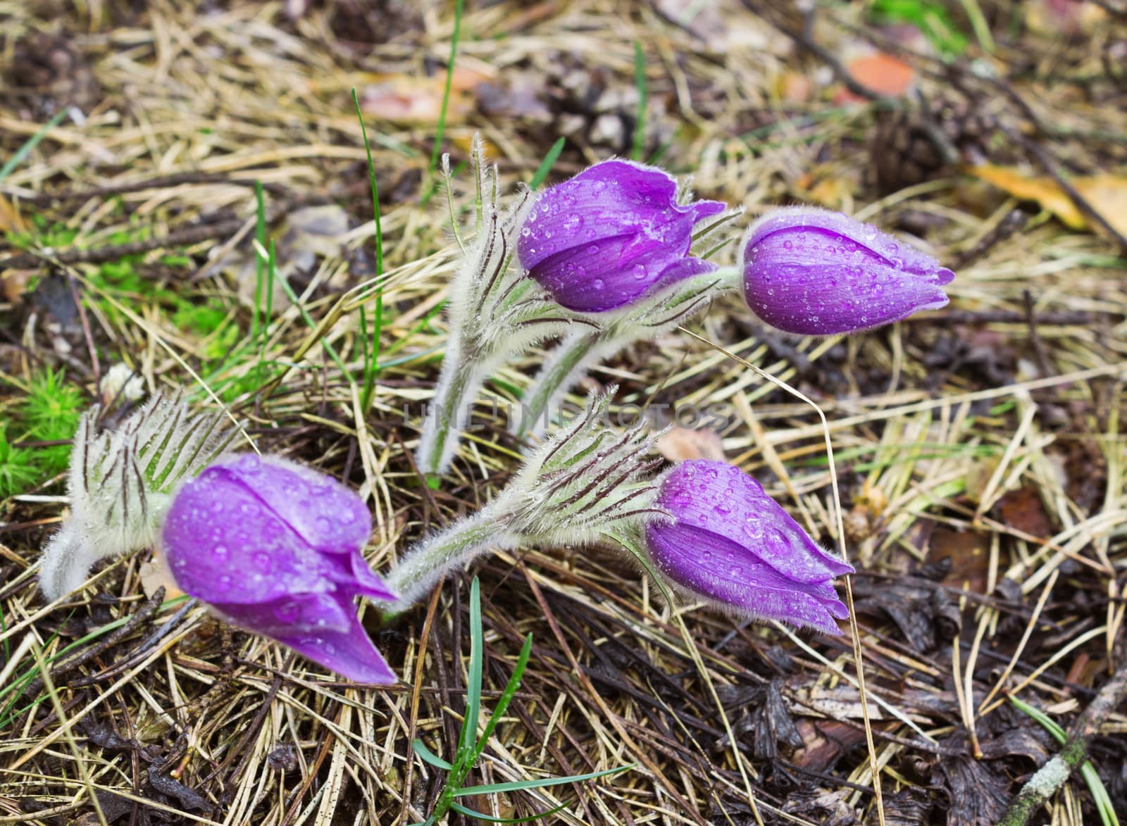 Four pasque-flower during rain. April by sever180