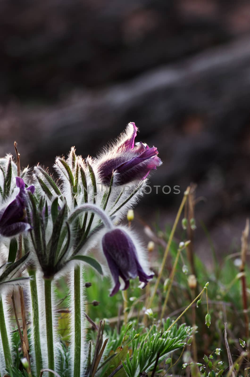 Pasque-flower growing in nature on sunset, macro spring floral background 