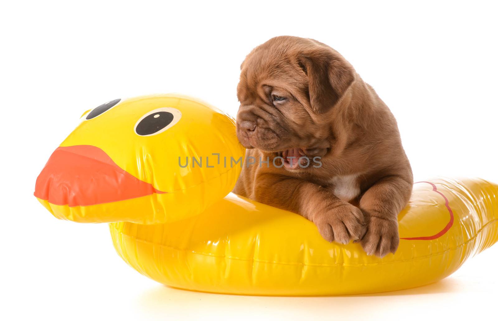 dog water safety - dogue de bordeaux in floatation device