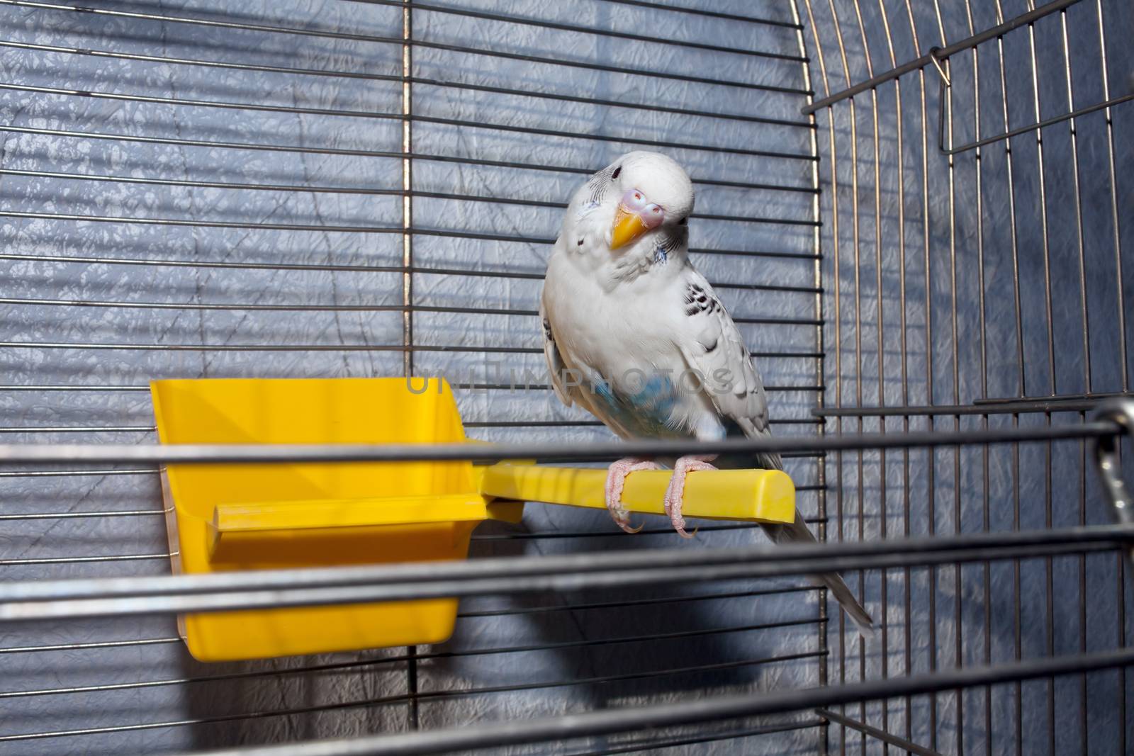 Young budgies male with blue and white plumage sitting on a perch open metal cage