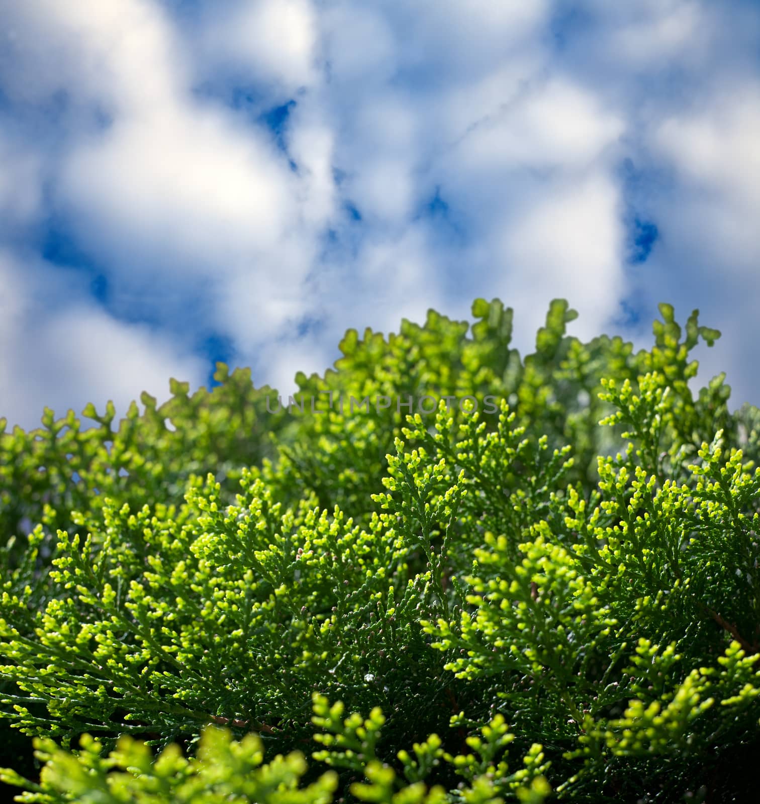 Abstract background of green leaves, juniper amid a cloud of blue sky