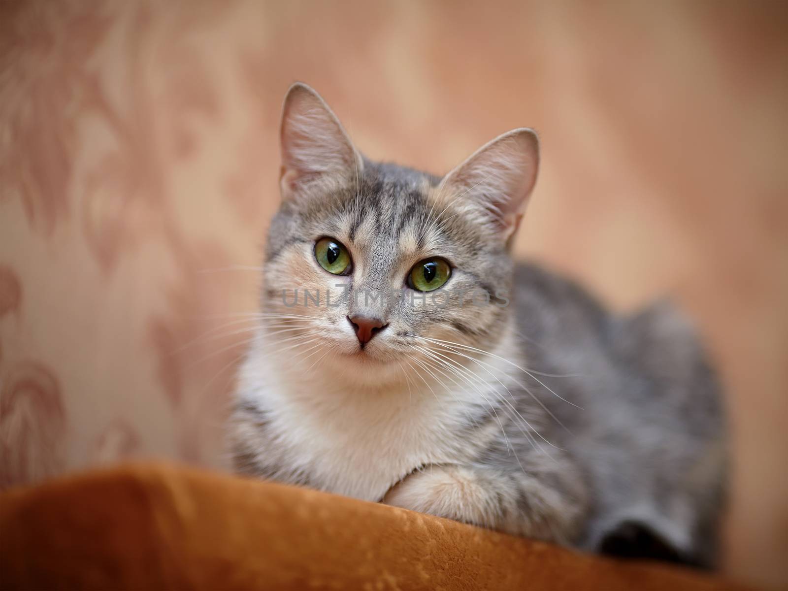 Gray cat with green eyes. Gray cat. Striped not purebred kitten. Small predator. Small cat.