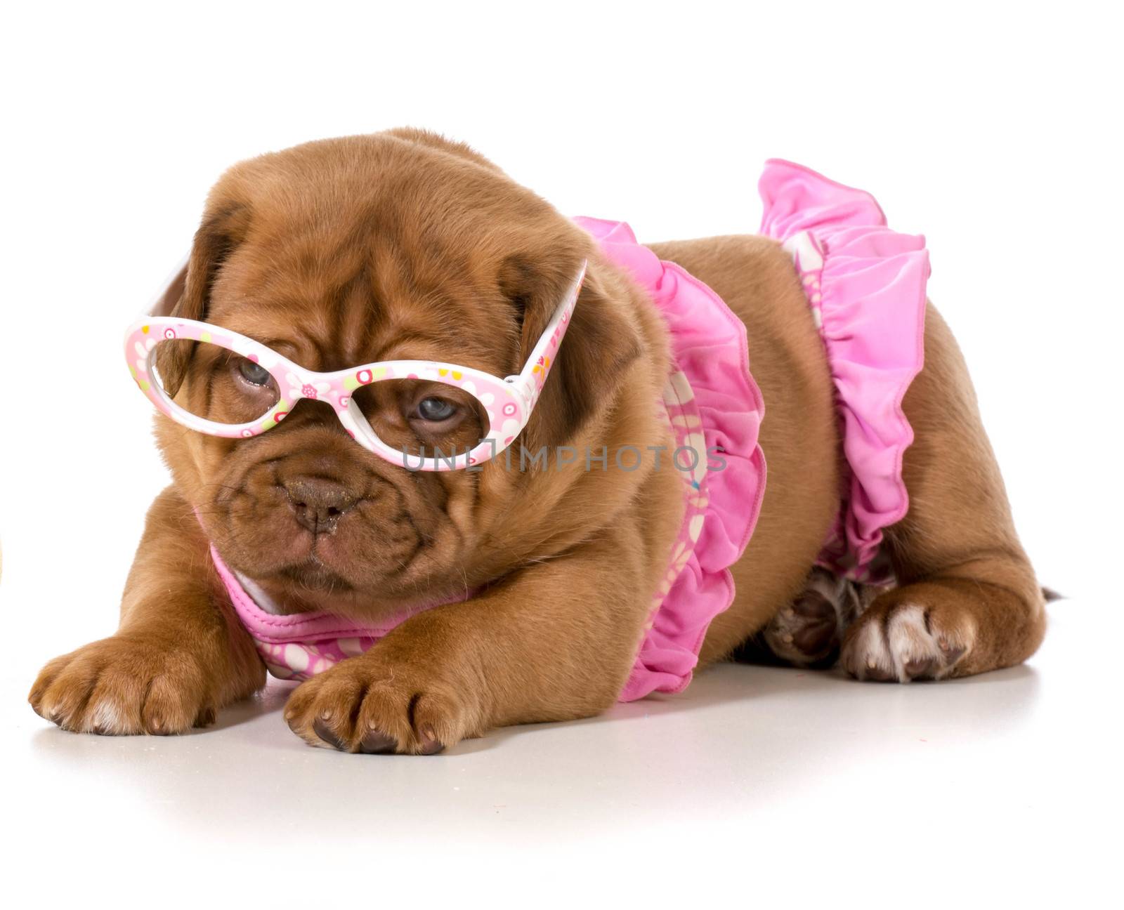 dogue de bordeaux wearing pink bikini and glasses