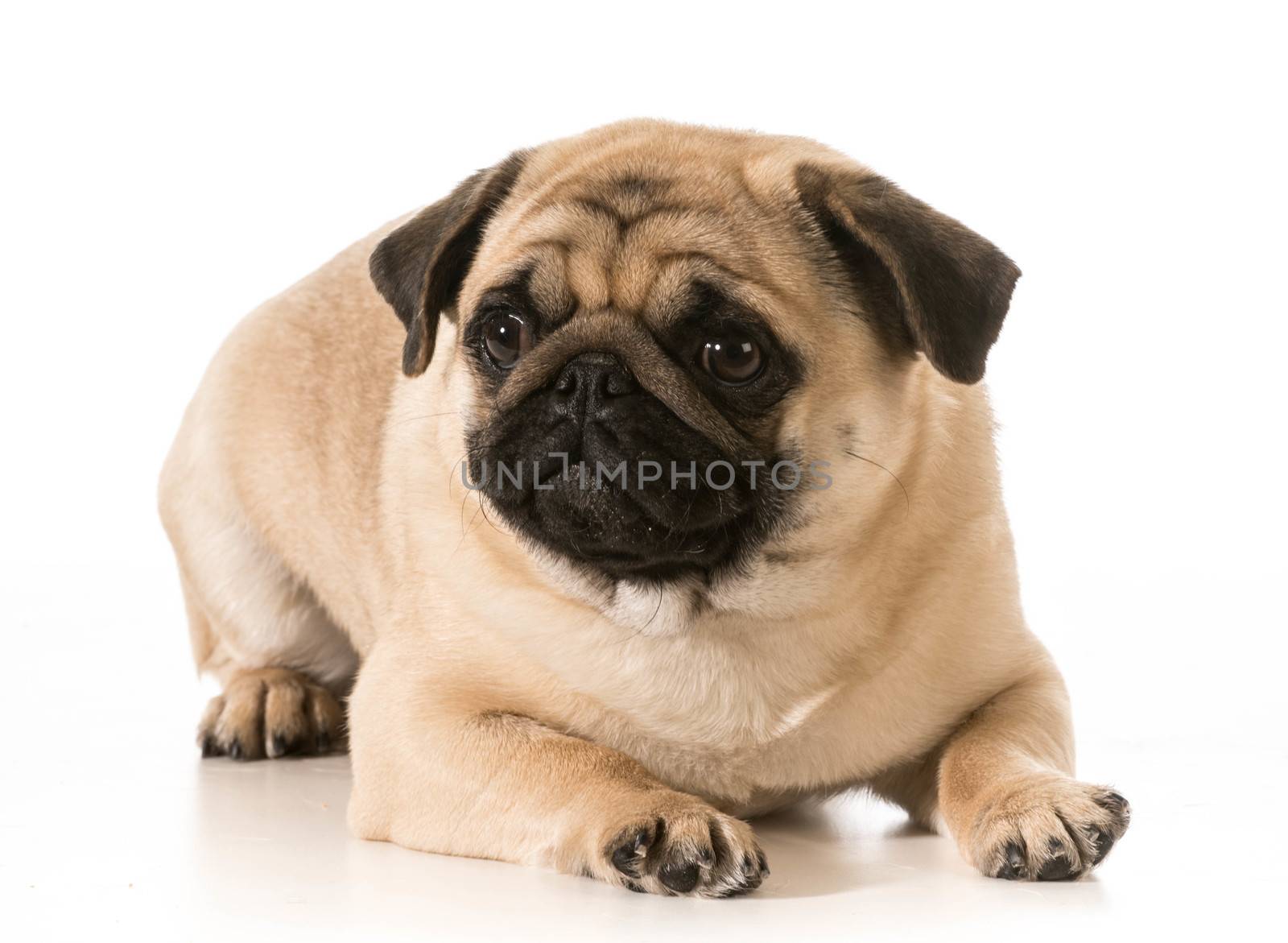 pug laying down isolated on white background