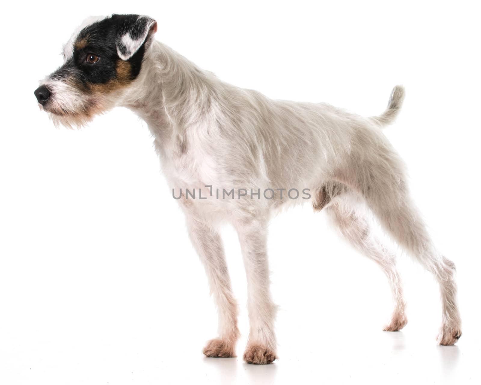 jack russel terrier by willeecole123
