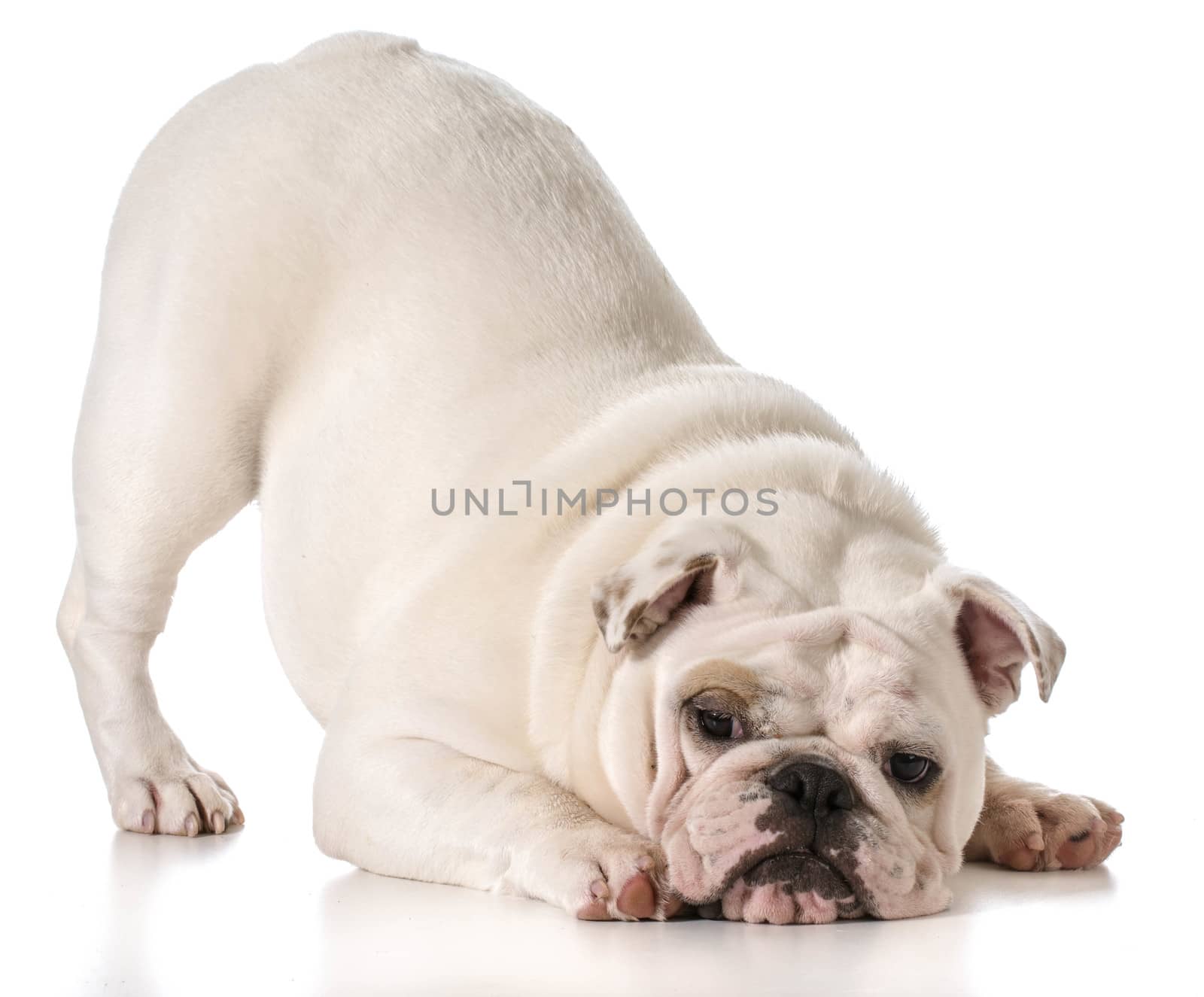 english bulldog with bum up in a play bow isolated on white background