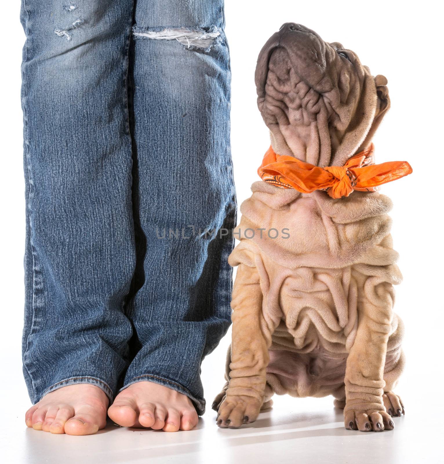 dog and owner - chinese shar pei sitting beside owner isolated on white background