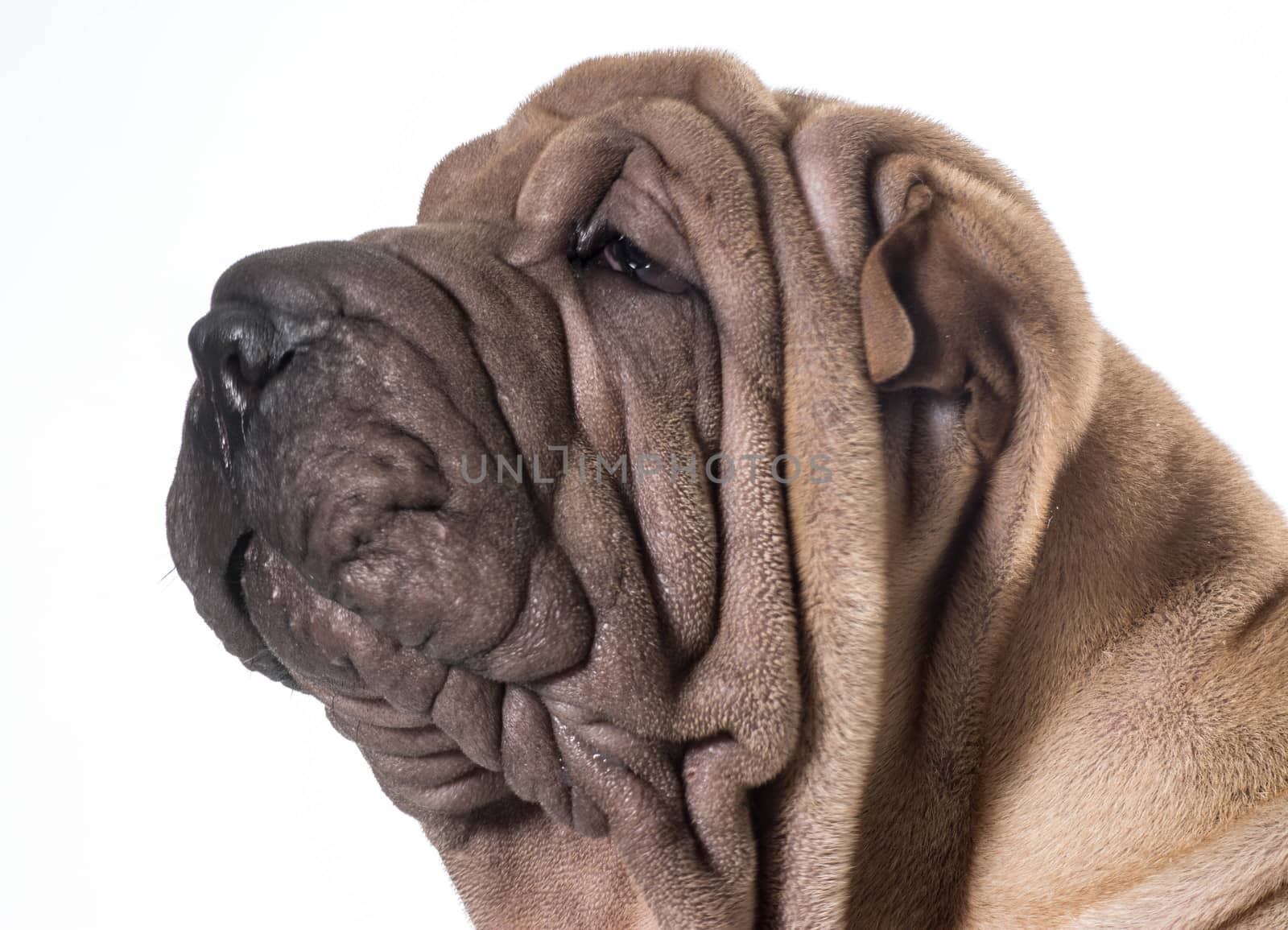 chinese shar pei head portrait isolated on white background
