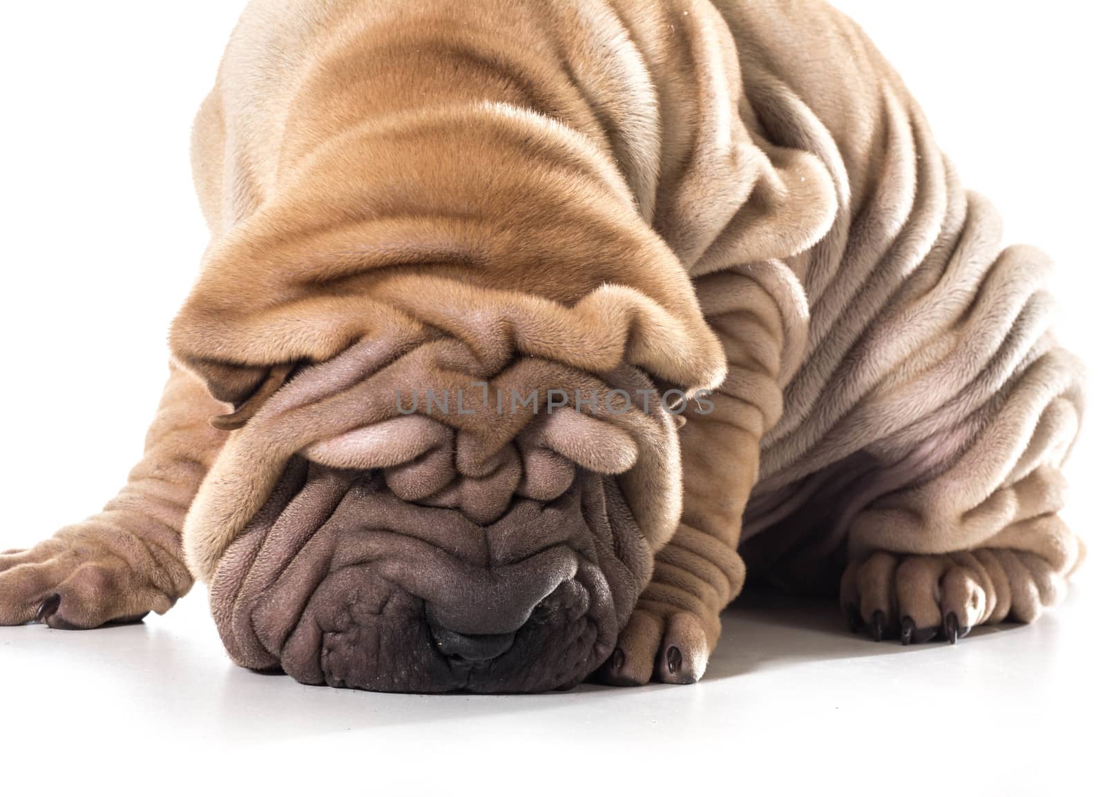 chinese shar pei  by willeecole123