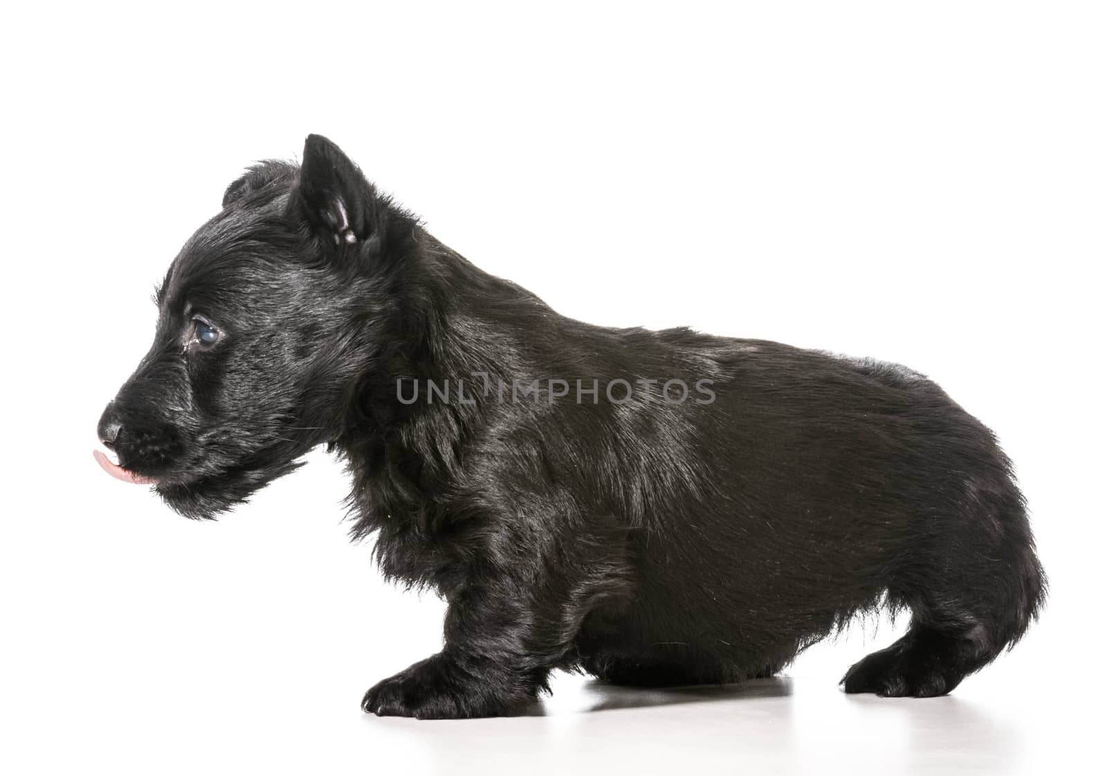 scottish terrier puppy licking lips isolated on white background