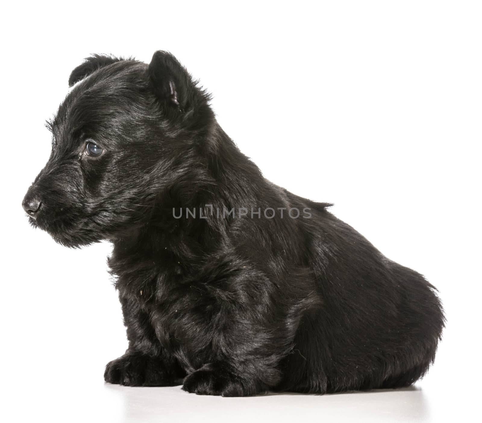 scottish terrier puppy sitting isolated on white background