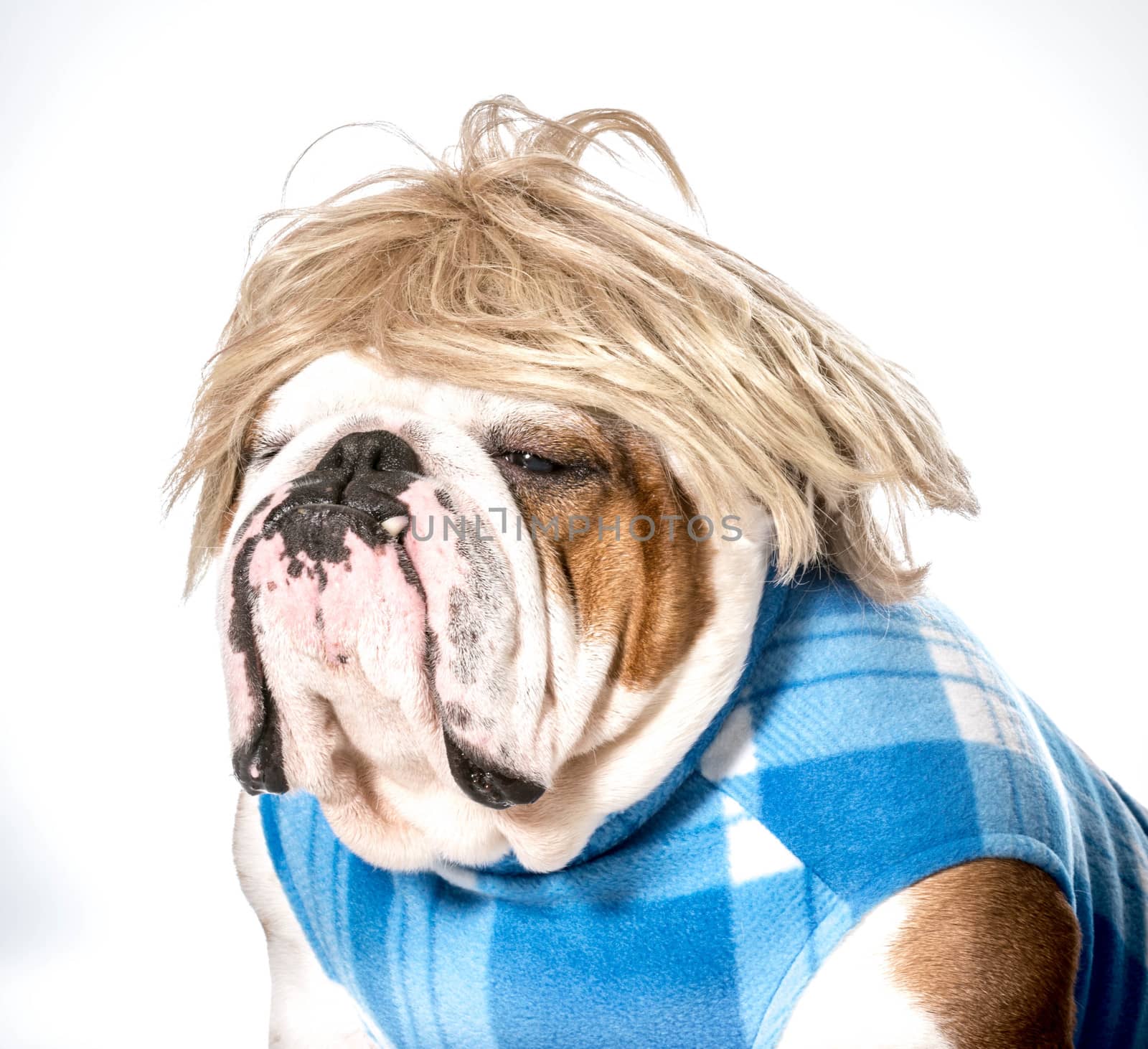 english bulldog wearing blue coat and blonde wig