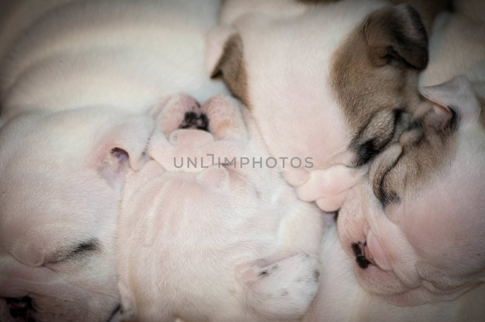 litter of sleeping english bulldog puppies - 4 weeks old
