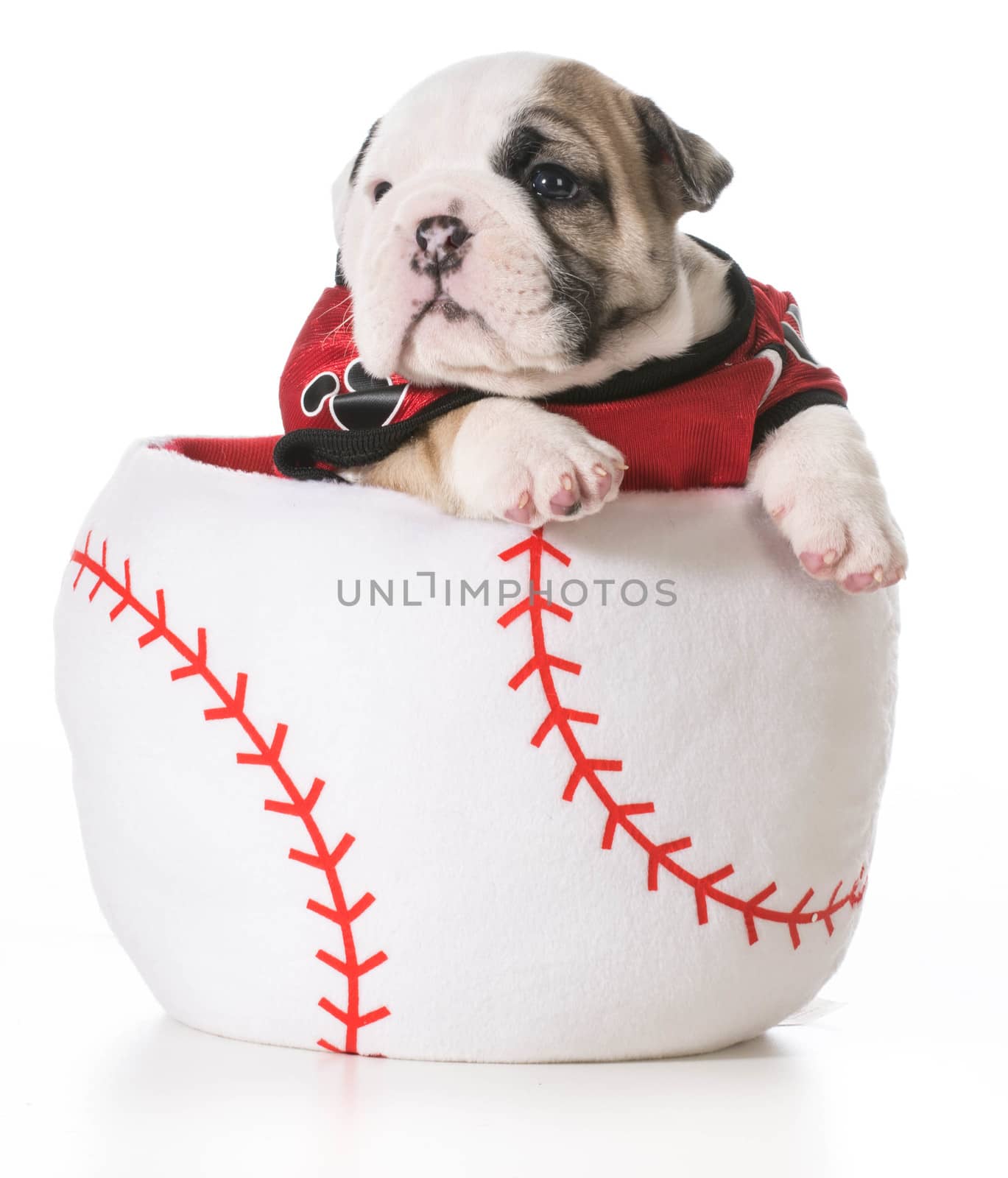 sports hound - bulldog puppy inside a baseball