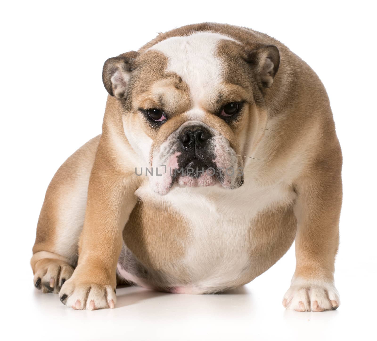 english bulldog sitting - 8 month old puppy
