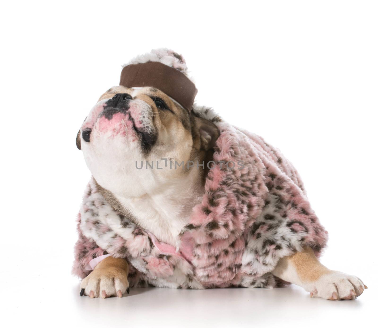 female dog - english bulldog wearing pink fur coat - 8 months old