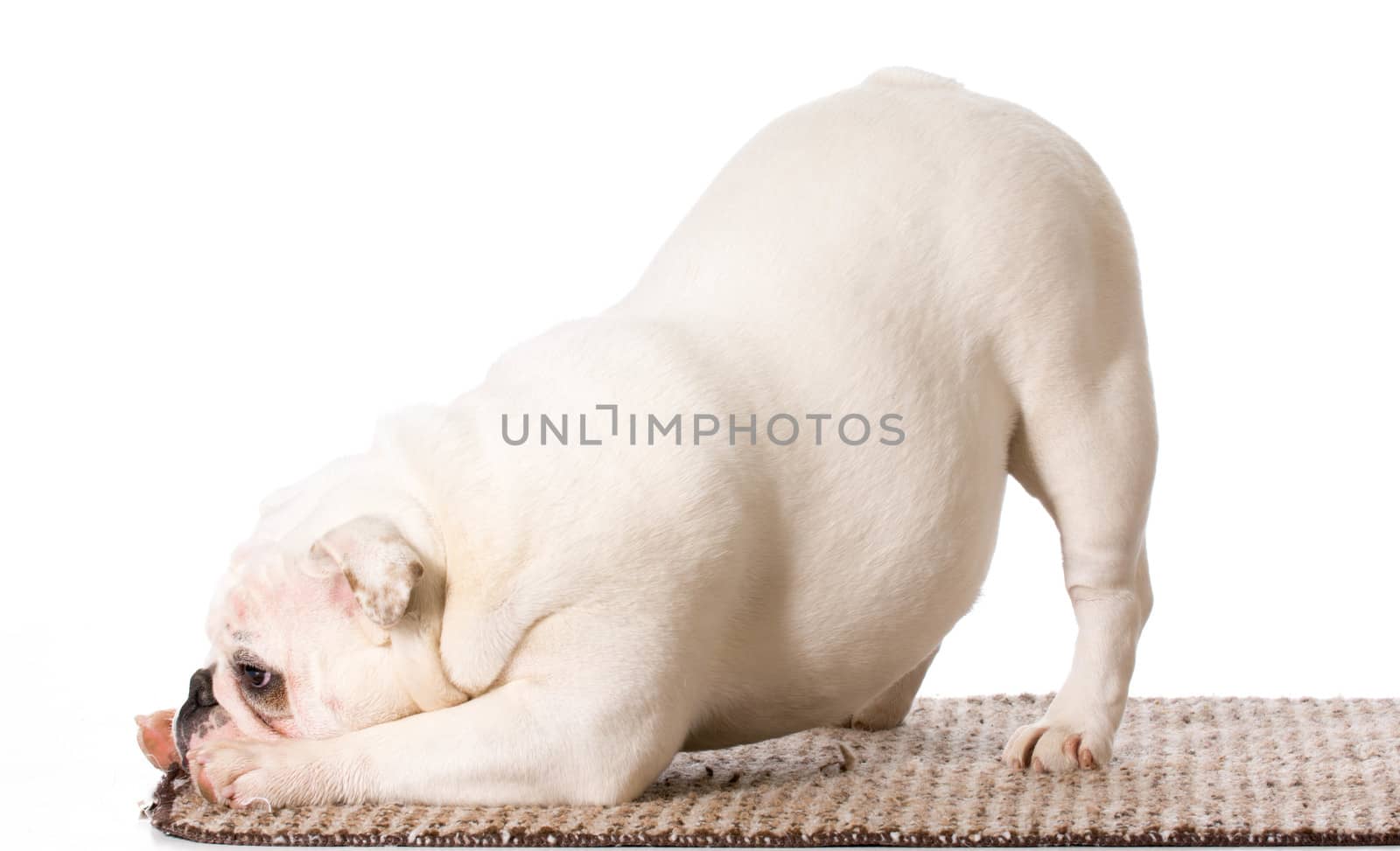 english bulldog bowing on the edge of a carpet