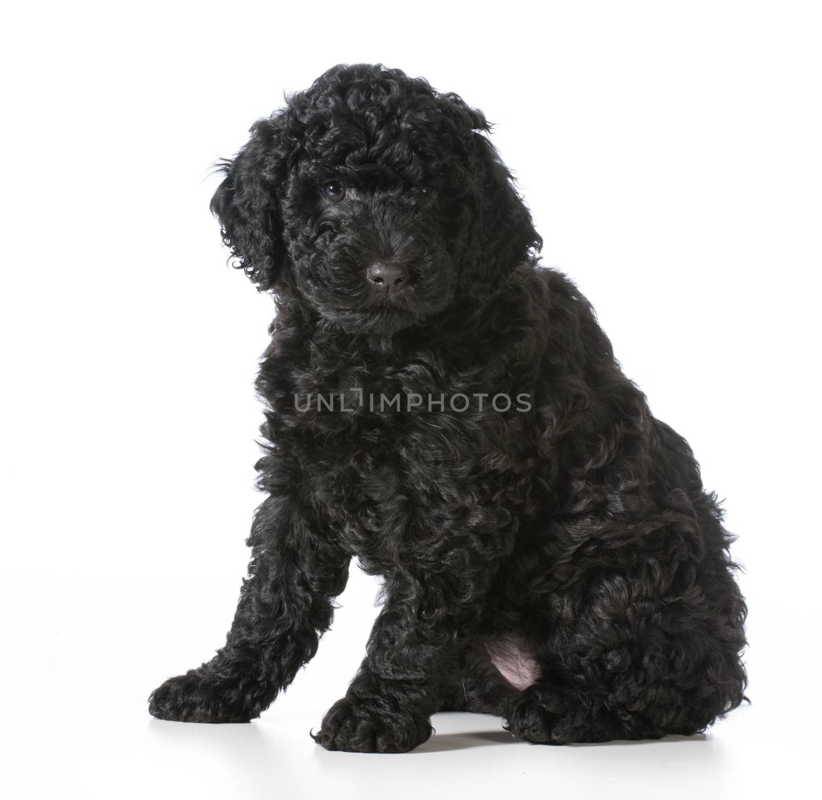 cute puppy sitting - barbet 7 weeks old