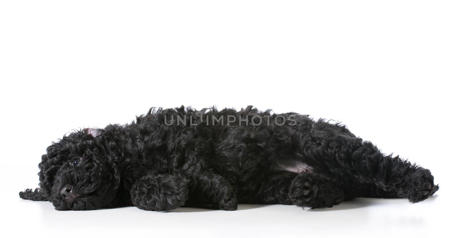tired barbet puppy laying down resting - 8 weeks old