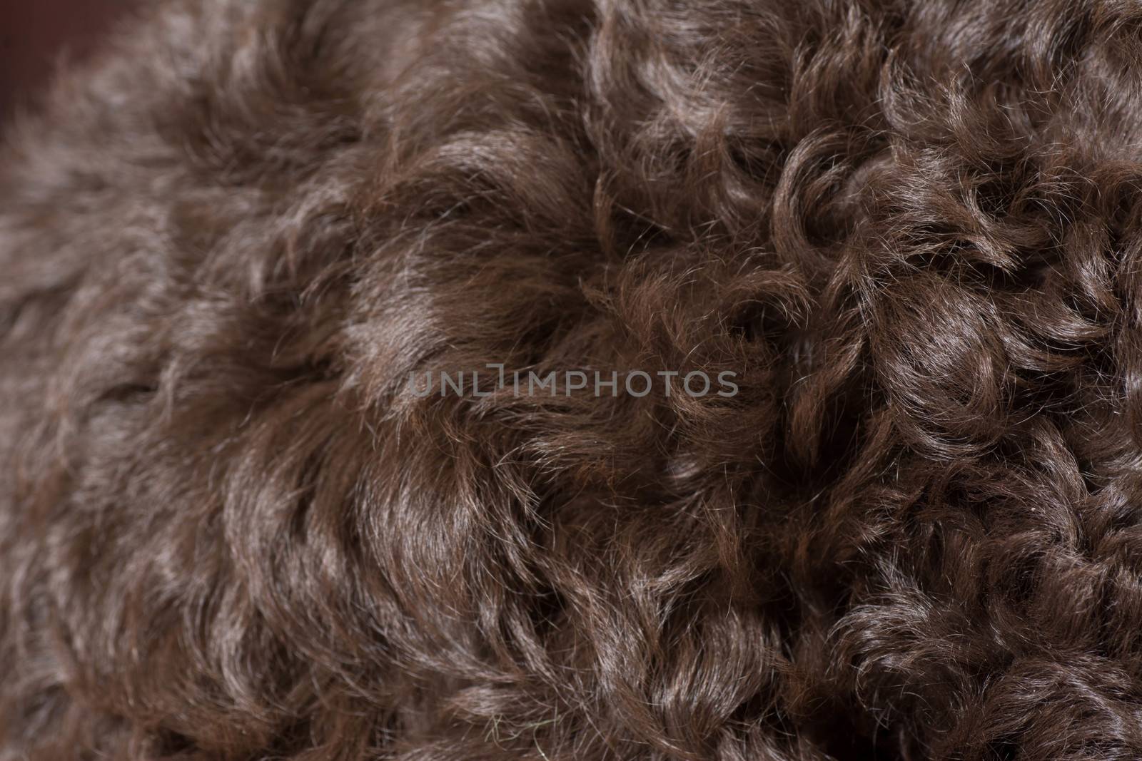 close up of brown curly barbet hair