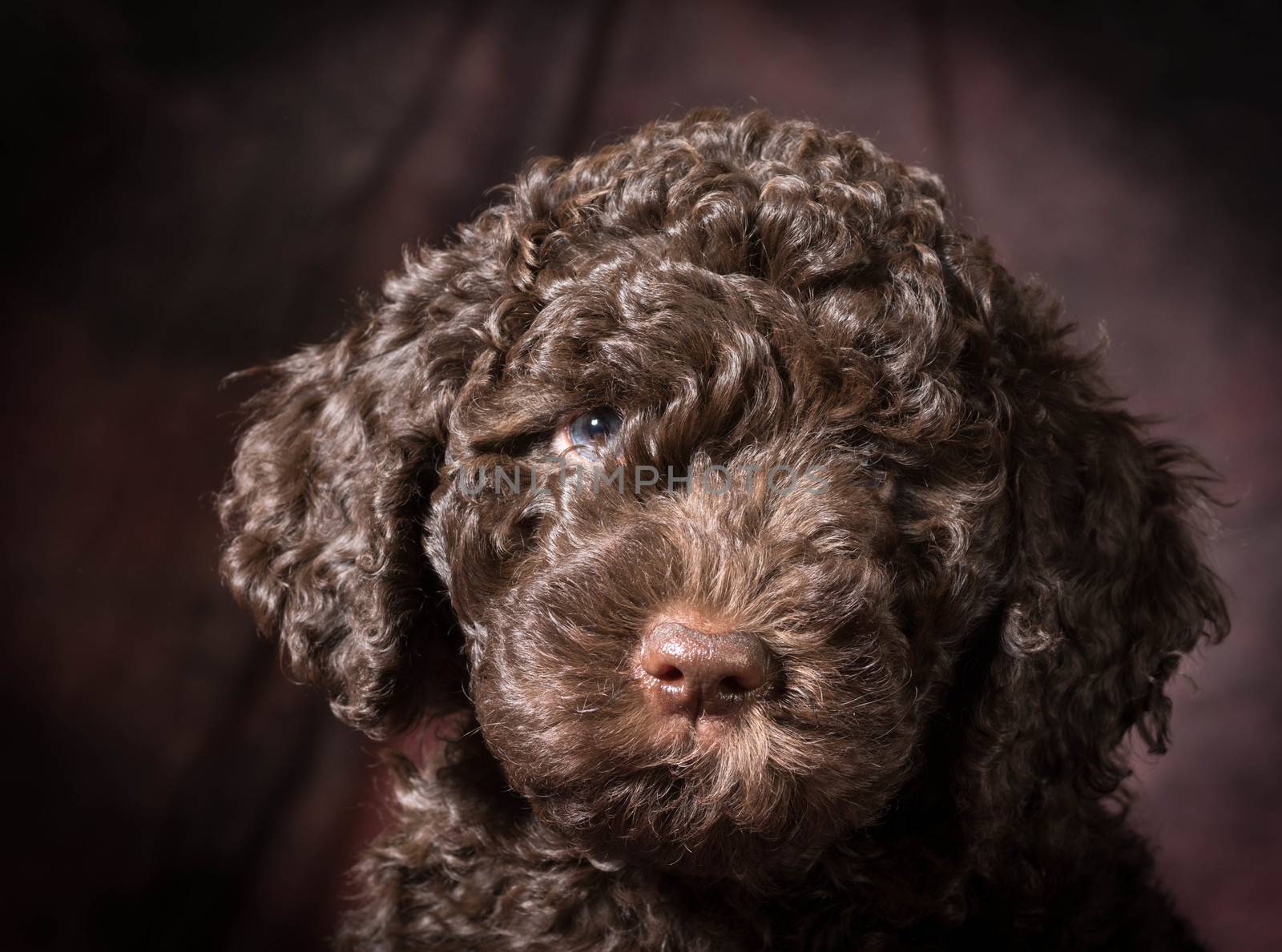 cute puppy - barbet 7 weeks old