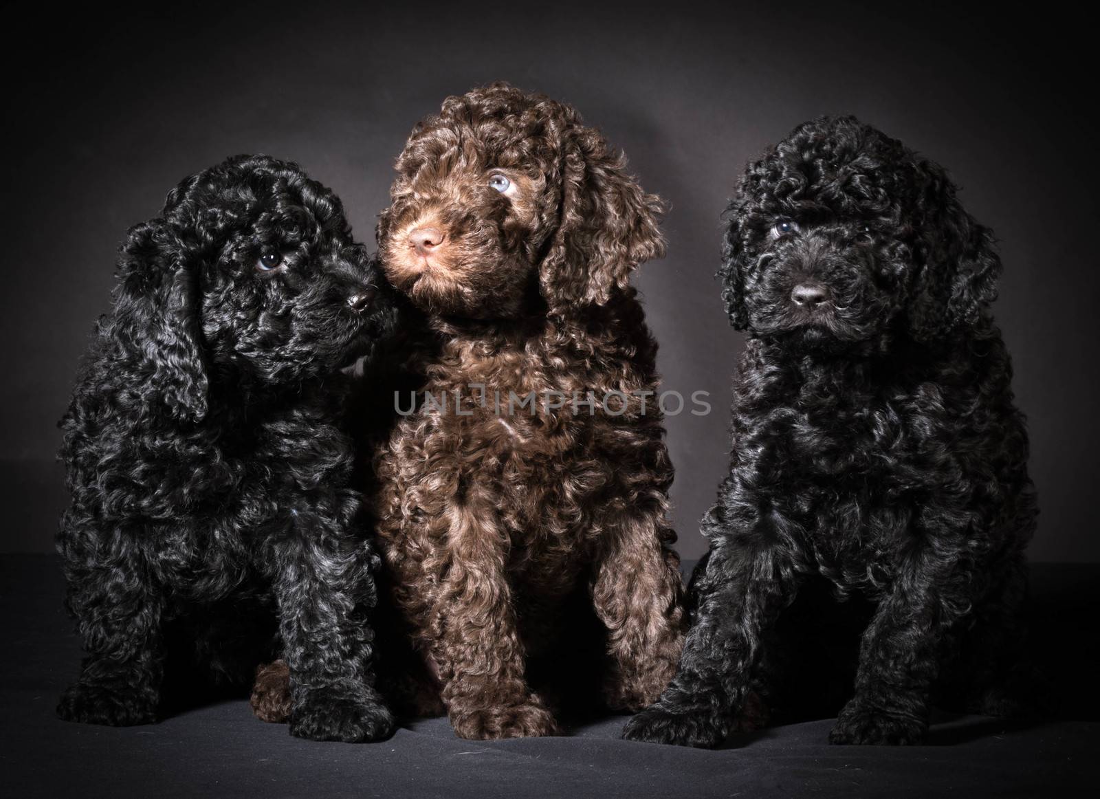 litter of barbet puppies - 7 weeks old