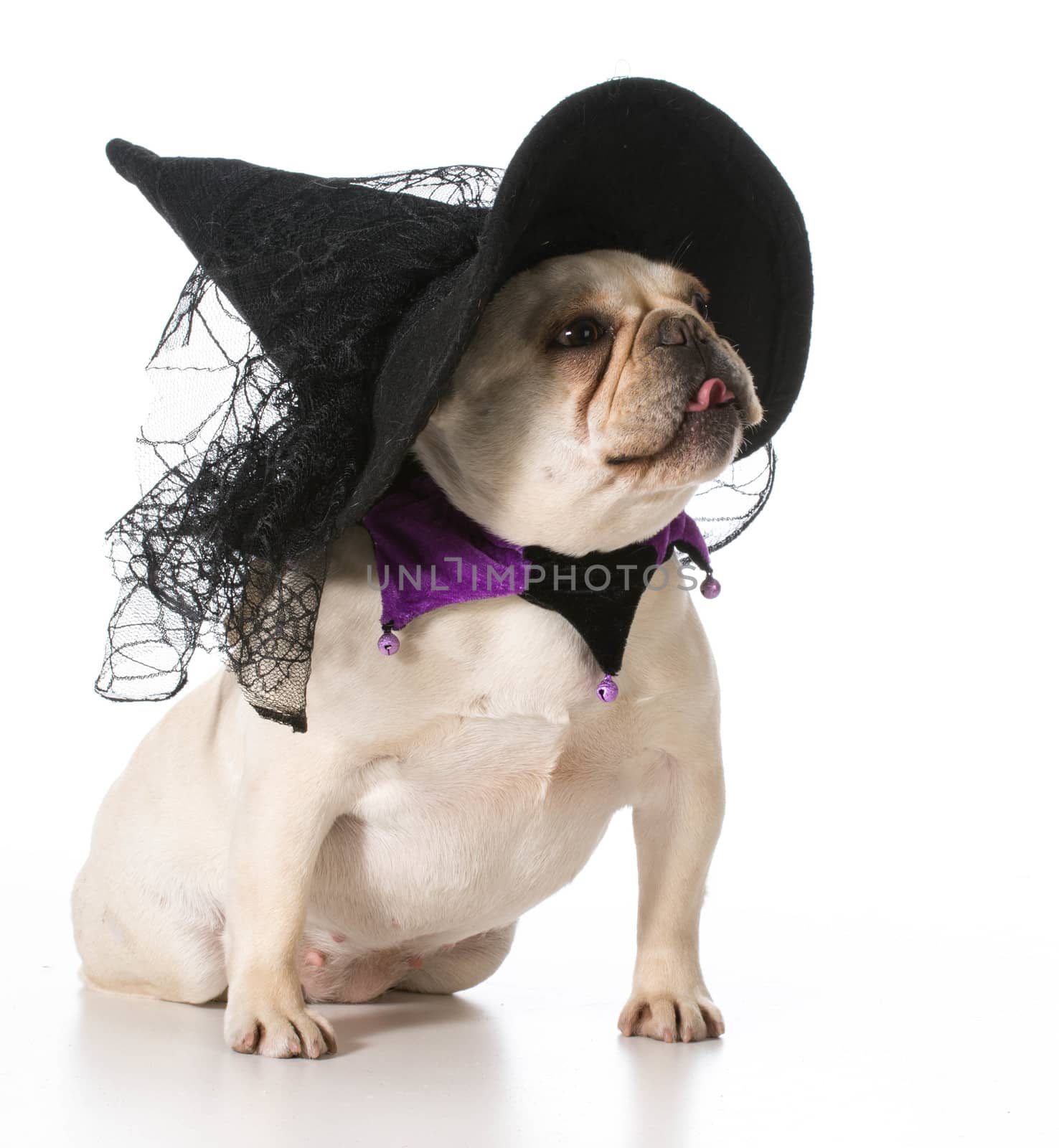 dog dressed like a witch by willeecole123