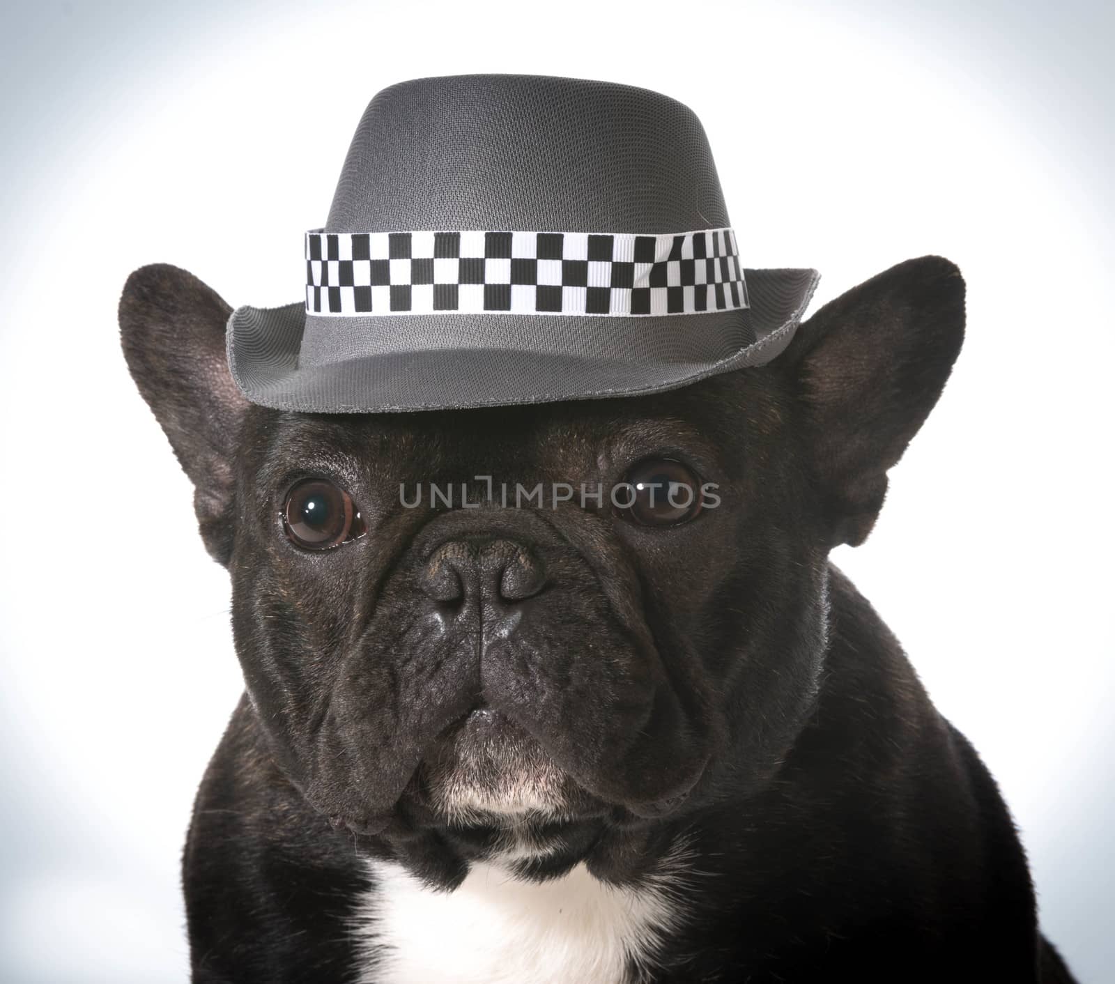 french bulldog wearing fedora hat