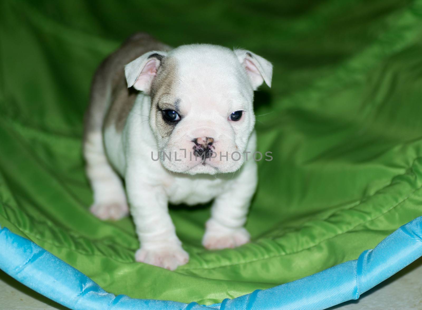 english bulldog puppy learning to go through tunnel
