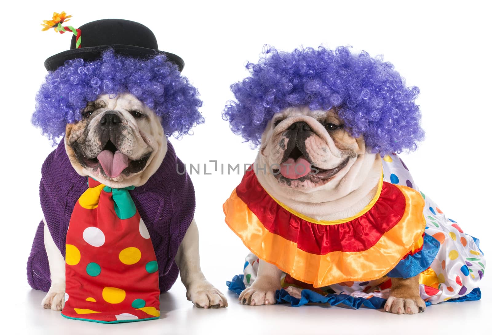 two english bulldog wearing clown costumes