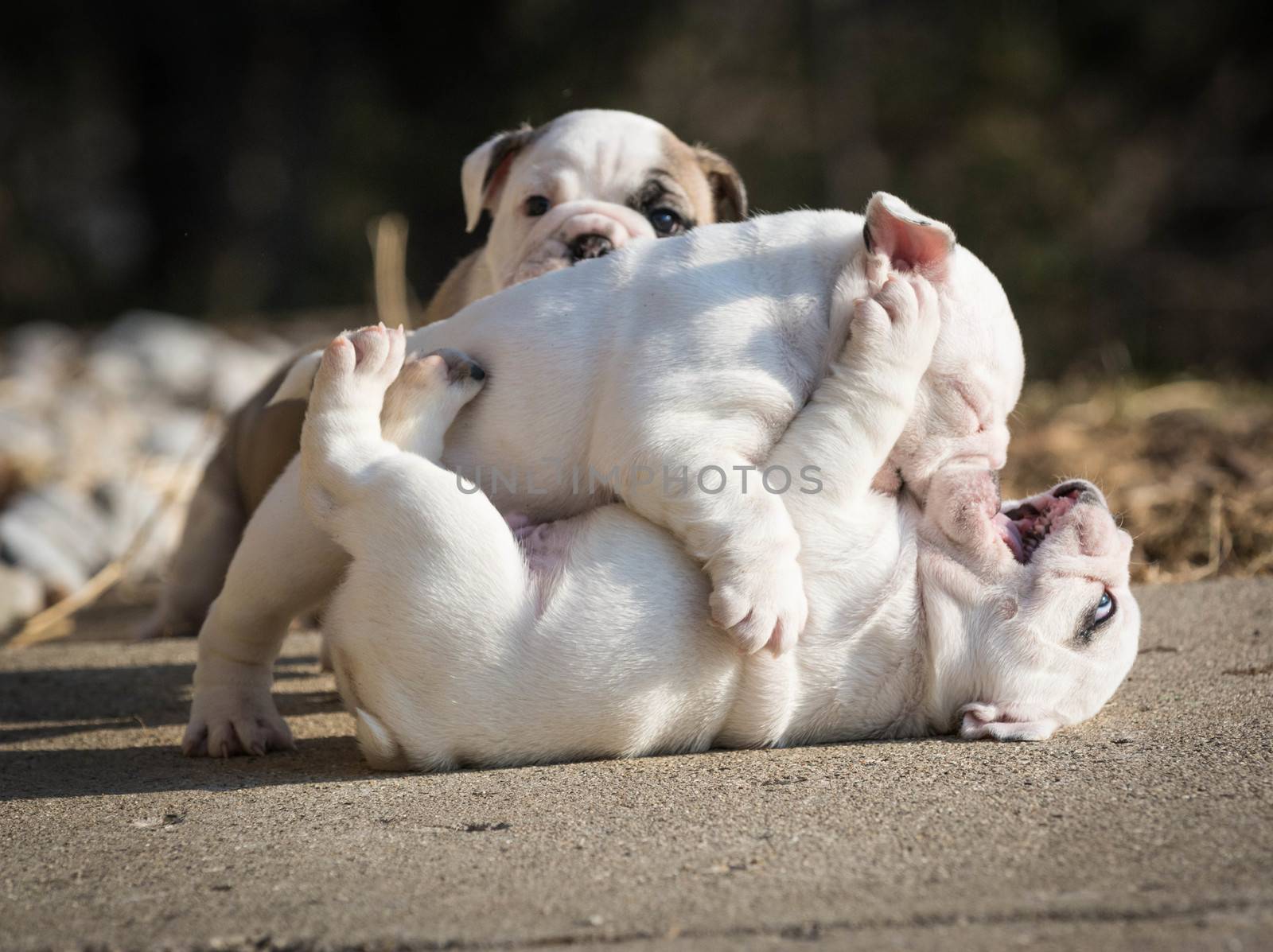 english bulldog puppies play fighting outside in the yard