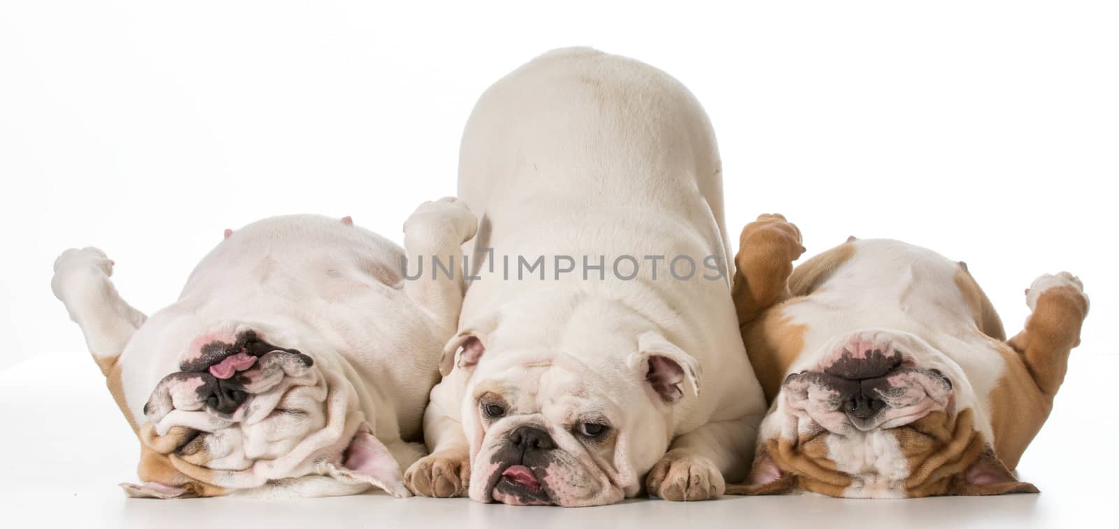 three english bulldogs isolated on white background