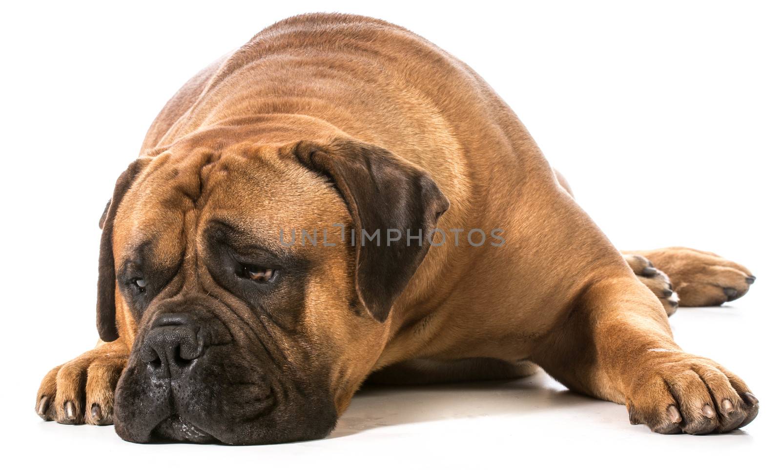 bullmastiff with head down resting on white background
