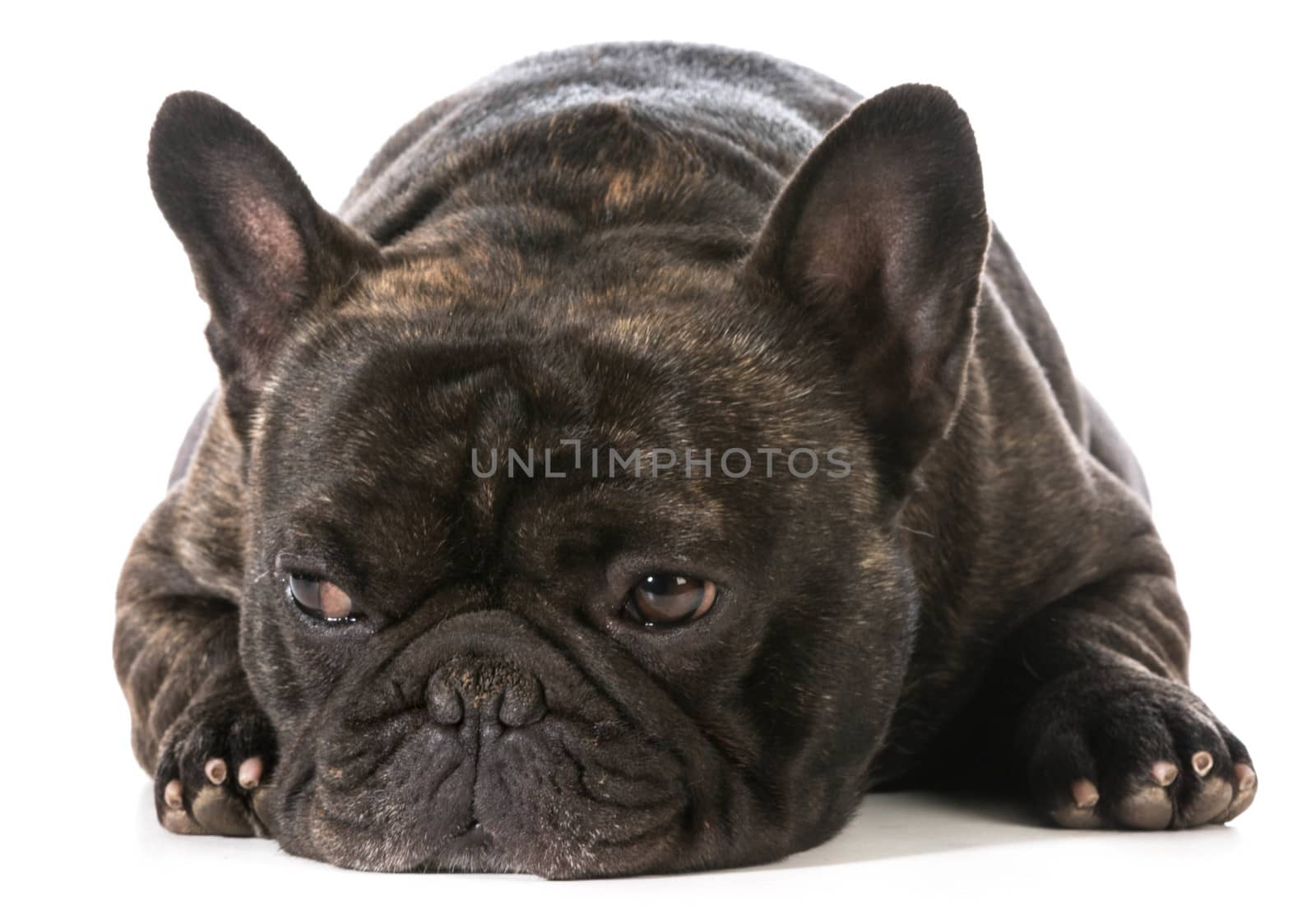 french bulldog laying down with disgusted expression