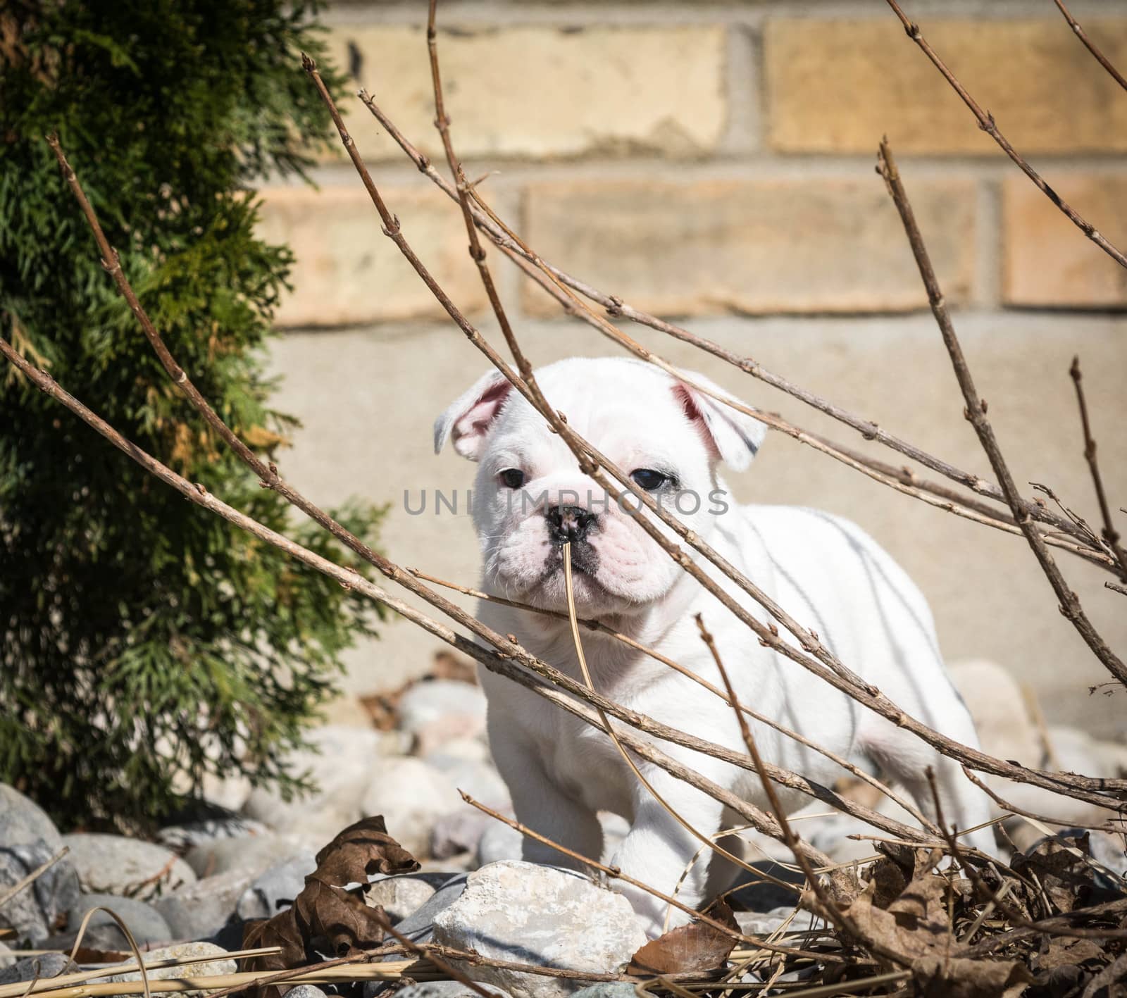 english bulldog puppy playing in the garden