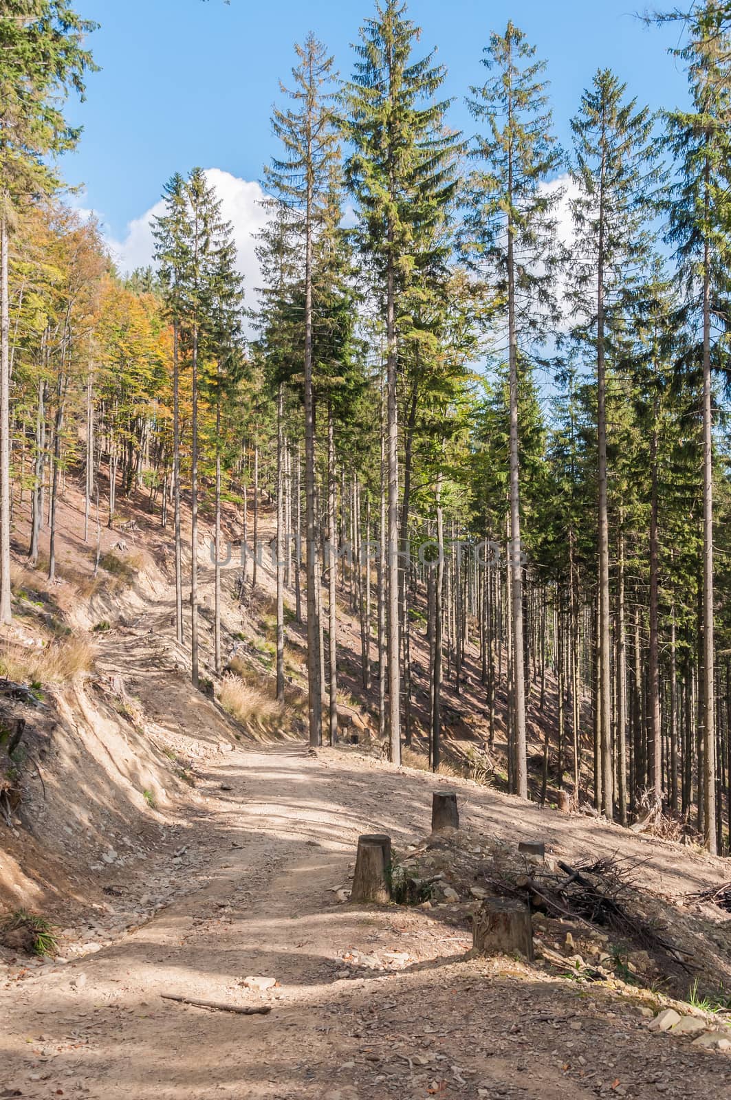 Forest path in Beskid Mountains in Poland, Wielka Racza Mount