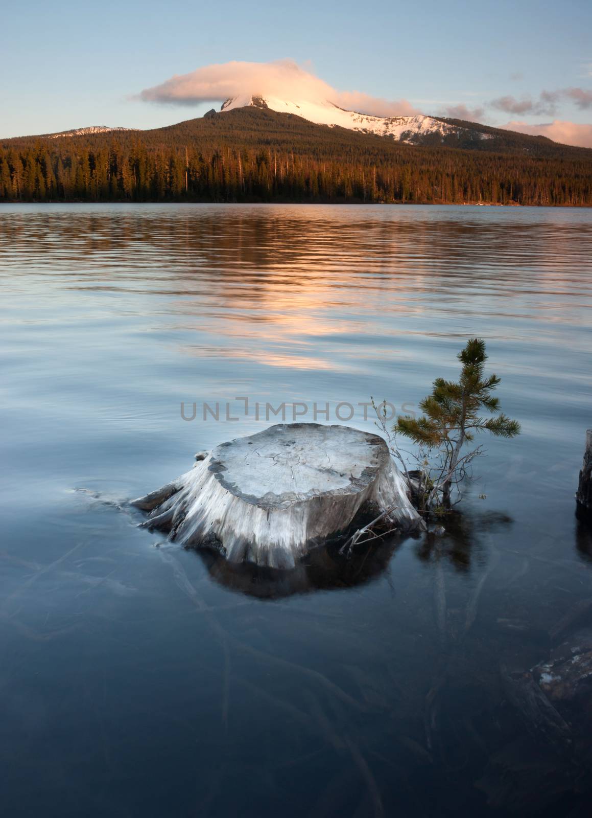 Partially Submerged Stump Lakefront Big Lake Mt Washington Oregon by ChrisBoswell