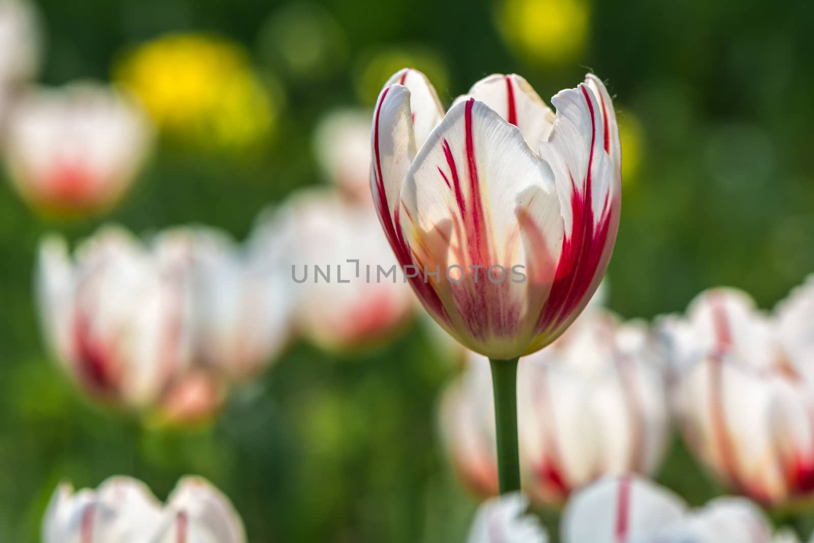 The red and white mixed tulip in Beijing Botanical Garden.