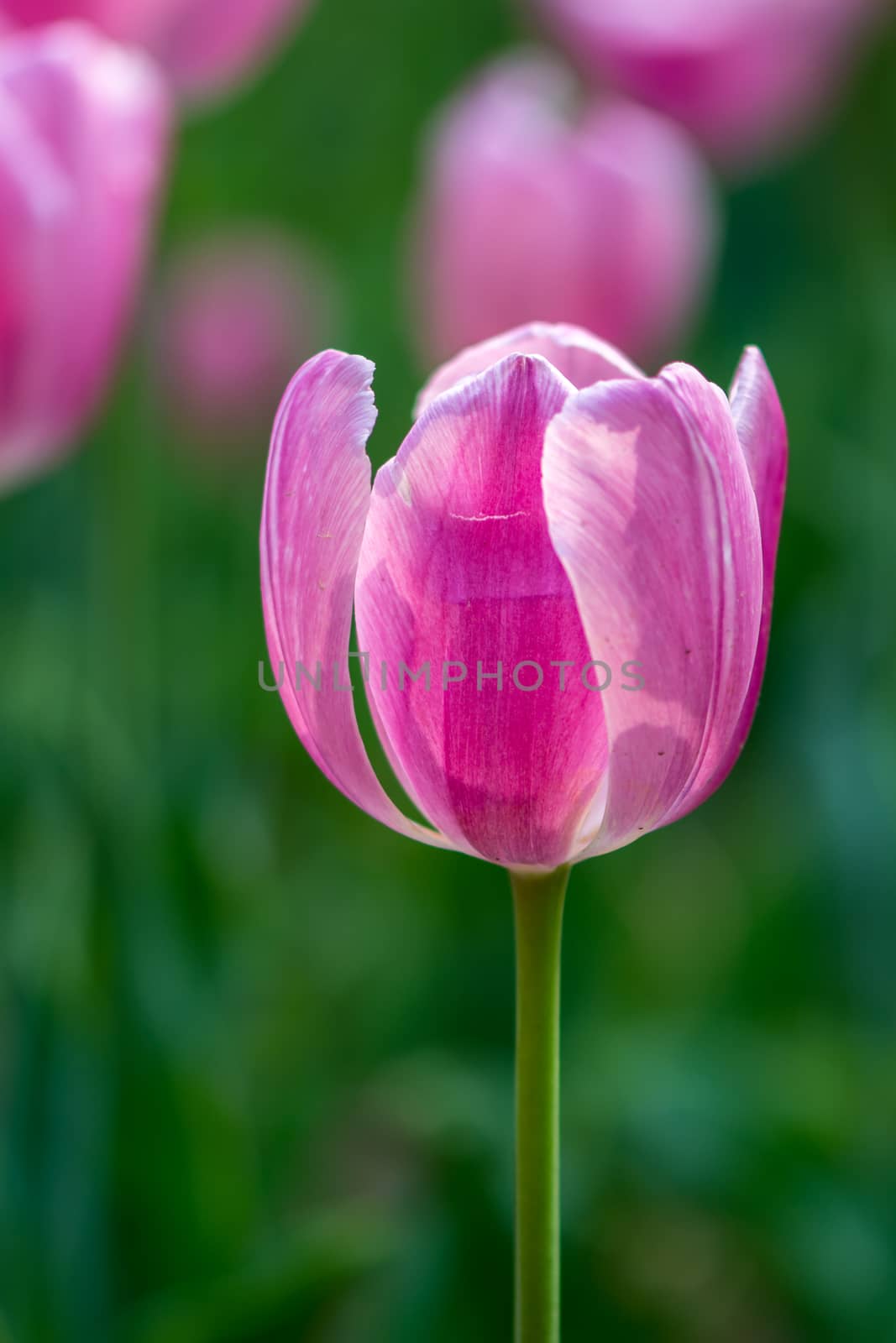 The pink tulip with green background in Beijing Botanical Garden.