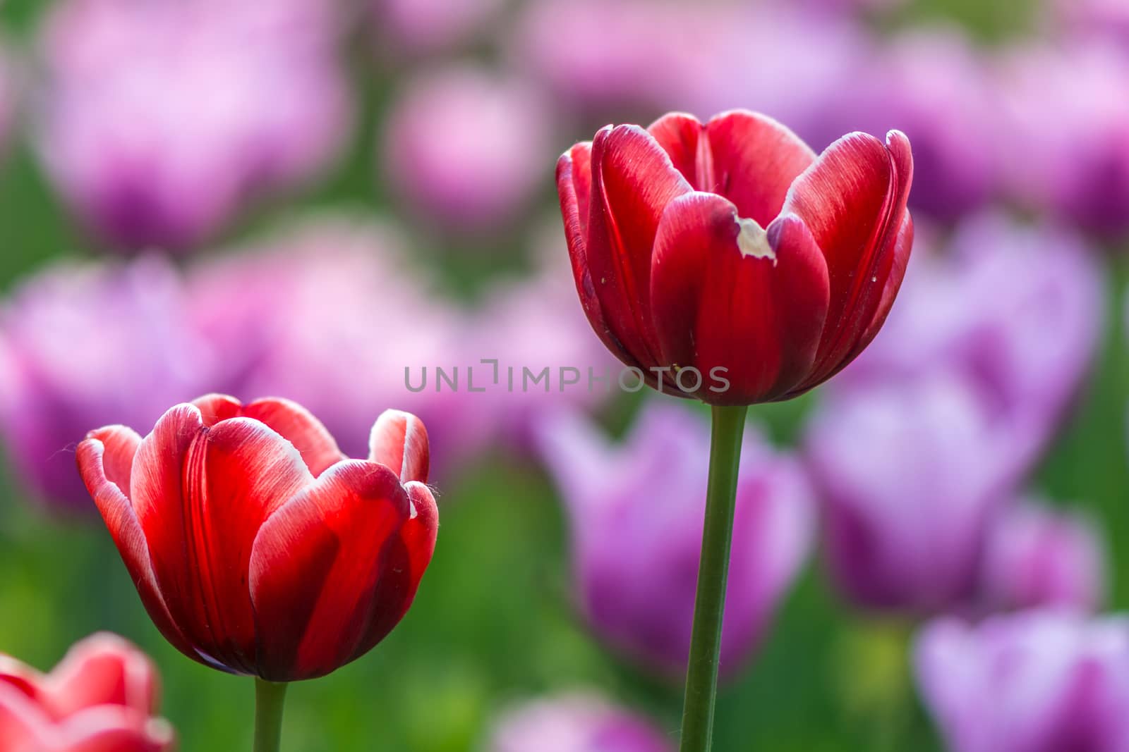 The red tulips in Beijing Botanical Garden.