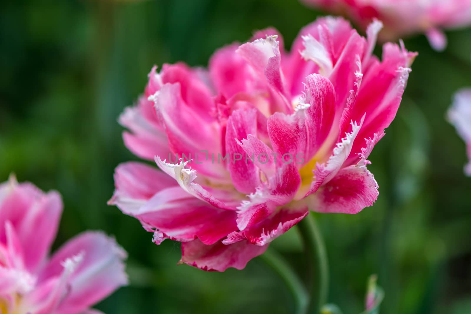 The pink tulip with green background in Beijing Botanical Garden.