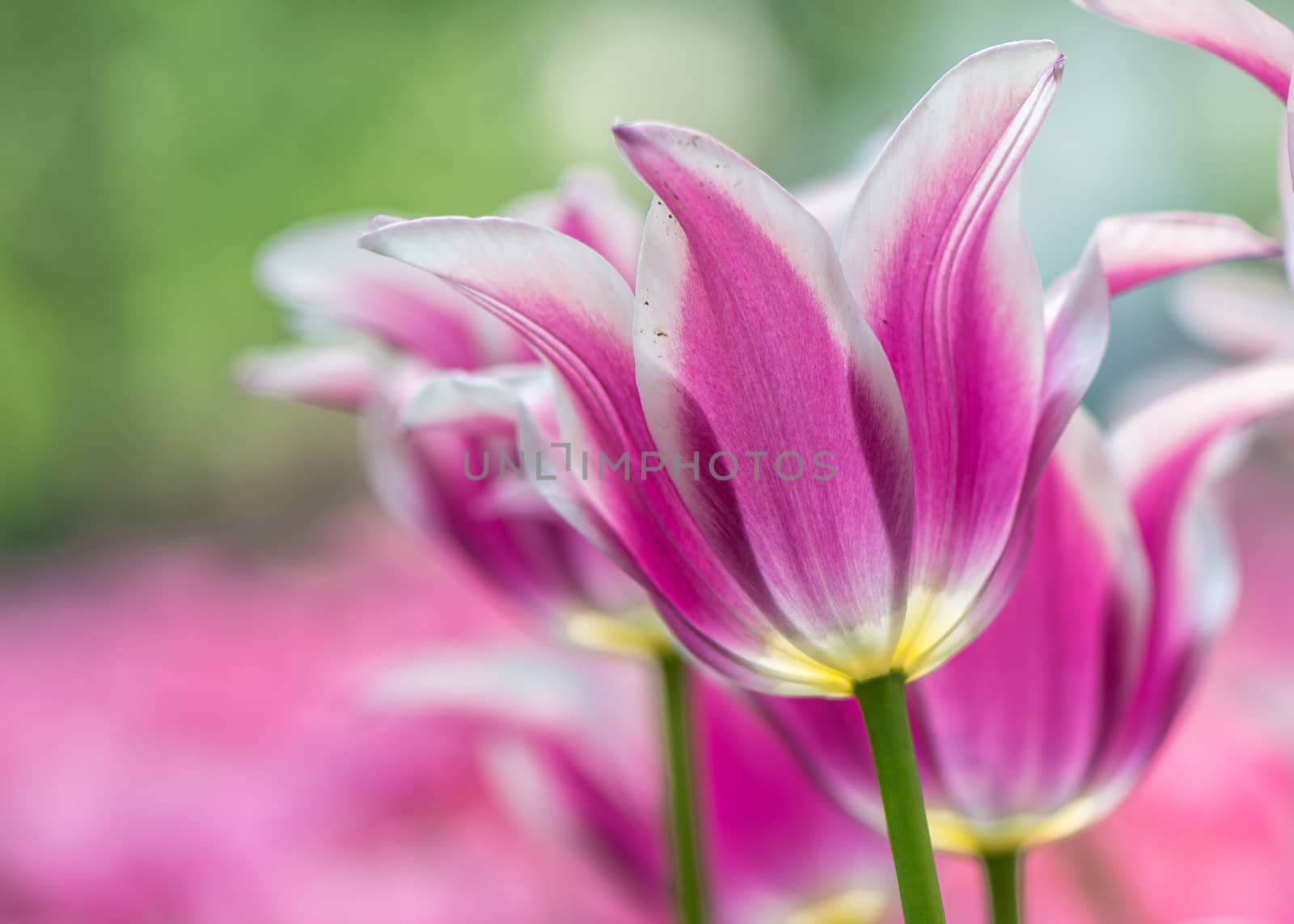 The pink tulip in Beijing Botanical Garden.