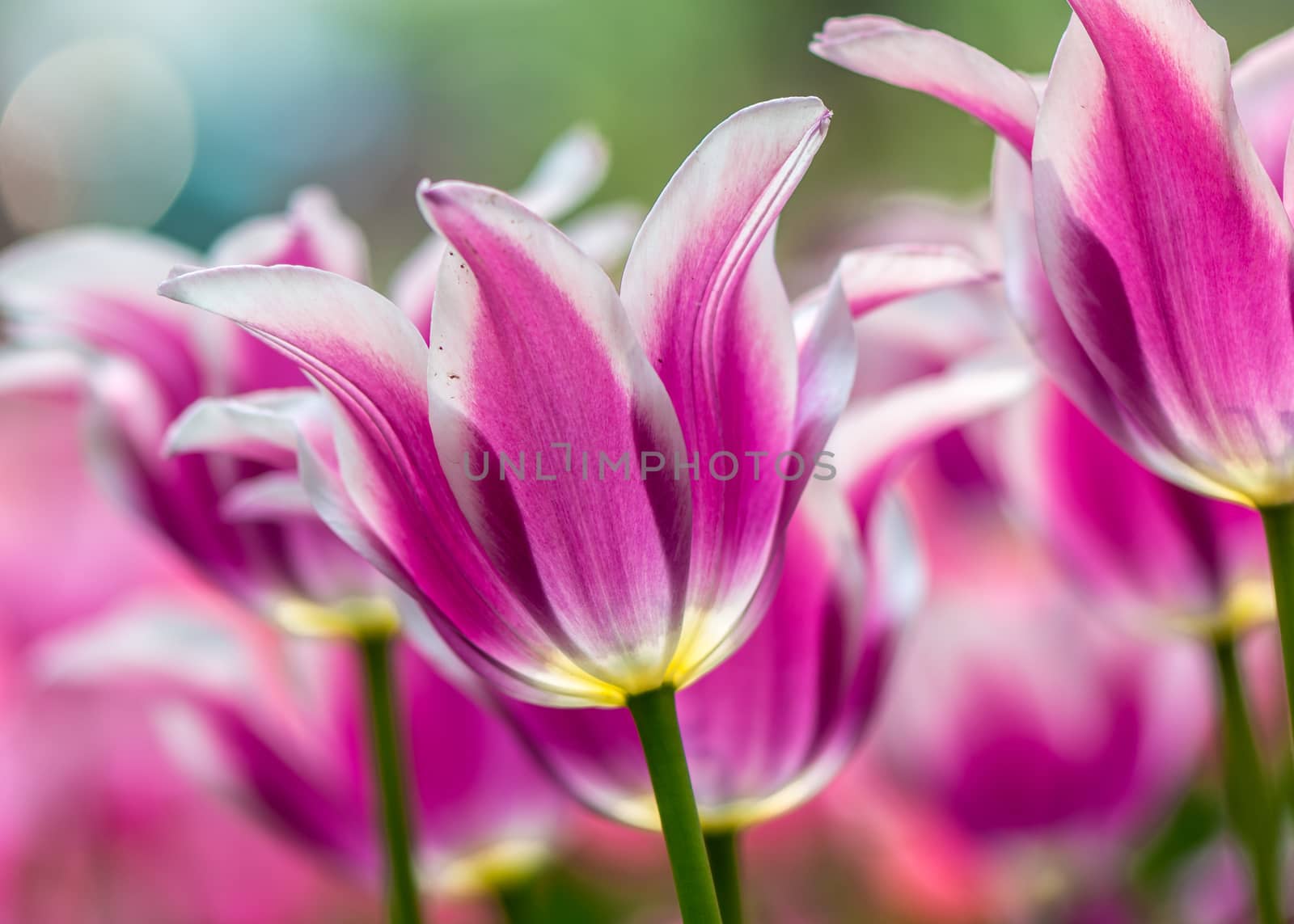 The pink tulip in spring time at Beijing Botanical Garden.