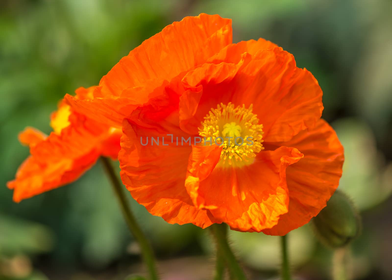 orange tulip in Beijing Botanical Garden.