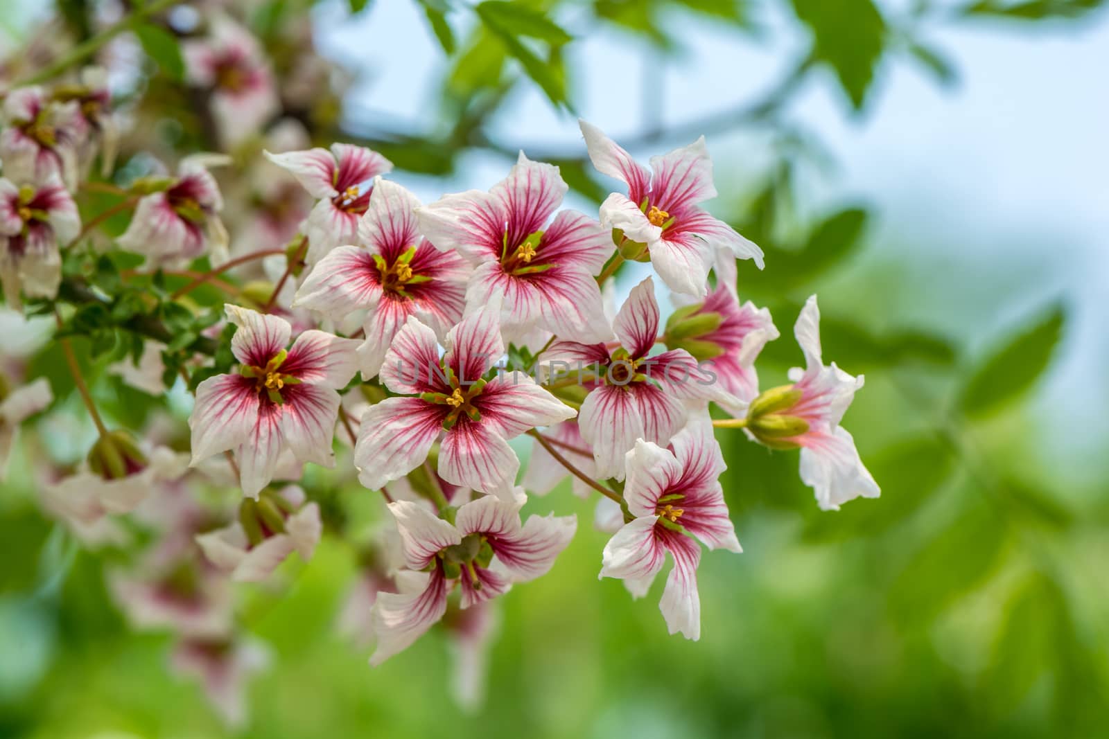 Close up of blooming wild cherry (Prunus avium) in spring. Branch with white pink flowers and young leaves.